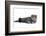 Scottish Fold Cat-Fabio Petroni-Framed Photographic Print