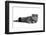 Scottish Fold Cat-Fabio Petroni-Framed Photographic Print