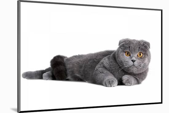 Scottish Fold Cat-Fabio Petroni-Mounted Photographic Print