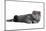 Scottish Fold Cat-Fabio Petroni-Mounted Photographic Print