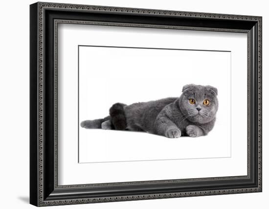 Scottish Fold Cat-Fabio Petroni-Framed Photographic Print