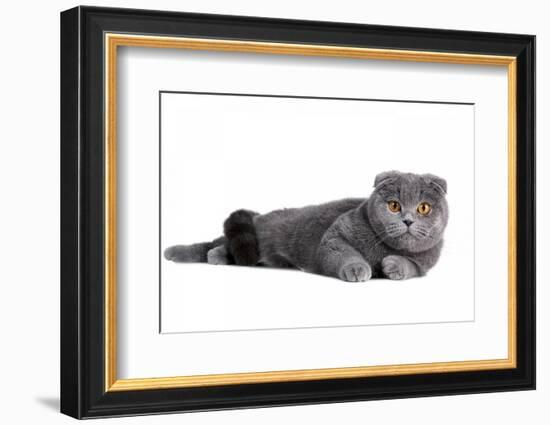 Scottish Fold Cat-Fabio Petroni-Framed Photographic Print