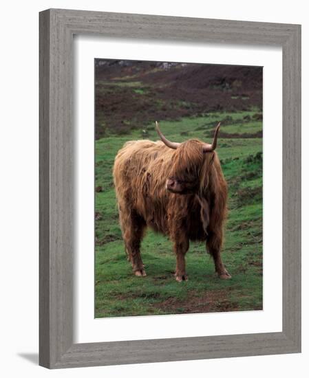 Scottish Highland Cattle, Isle of Skye, Scotland-Gavriel Jecan-Framed Photographic Print