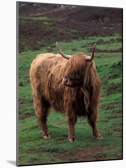 Scottish Highland Cattle, Isle of Skye, Scotland-Gavriel Jecan-Mounted Photographic Print