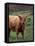 Scottish Highland Cattle, Isle of Skye, Scotland-Gavriel Jecan-Framed Premier Image Canvas