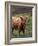 Scottish Highland Cattle, Isle of Skye, Scotland-Gavriel Jecan-Framed Photographic Print