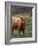 Scottish Highland Cattle, Isle of Skye, Scotland-Gavriel Jecan-Framed Photographic Print