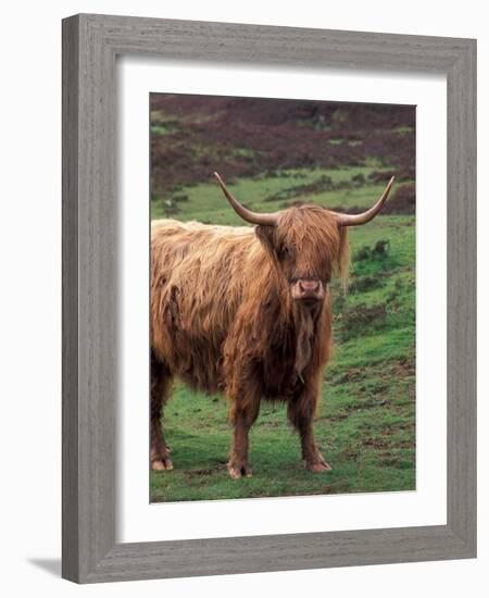 Scottish Highland Cattle, Isle of Skye, Scotland-Gavriel Jecan-Framed Photographic Print