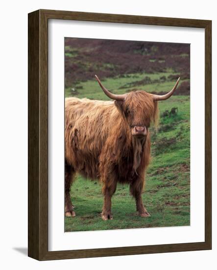 Scottish Highland Cattle, Isle of Skye, Scotland-Gavriel Jecan-Framed Photographic Print