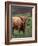 Scottish Highland Cattle, Isle of Skye, Scotland-Gavriel Jecan-Framed Photographic Print