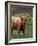 Scottish Highland Cattle, Isle of Skye, Scotland-Gavriel Jecan-Framed Photographic Print