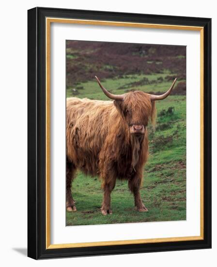 Scottish Highland Cattle, Isle of Skye, Scotland-Gavriel Jecan-Framed Photographic Print