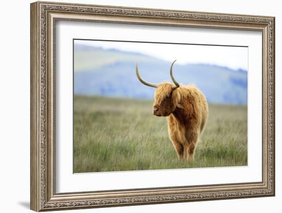 Scottish Highland Cattle, Montana-Jason Savage-Framed Giclee Print