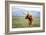 Scottish Highland Cattle, Montana-Jason Savage-Framed Giclee Print