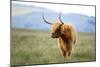 Scottish Highland Cattle, Montana-Jason Savage-Mounted Giclee Print