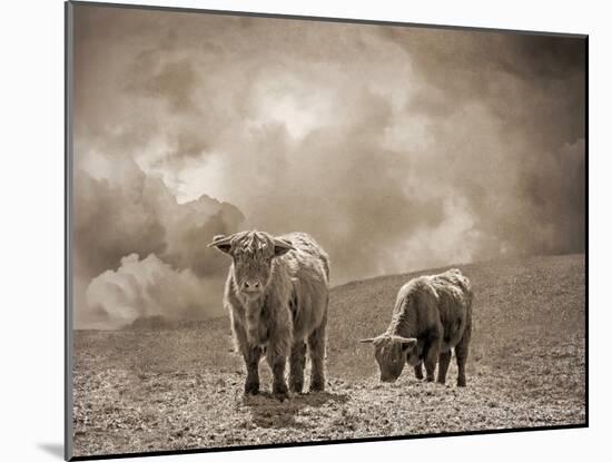 Scottish Highland Cattle No. 2-Brooke T. Ryan-Mounted Photographic Print