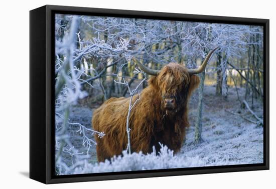 Scottish Highland Cow in Frost-null-Framed Premier Image Canvas