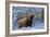 Scottish Highland Cow in Frost-null-Framed Photographic Print