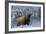 Scottish Highland Cow in Frost-null-Framed Photographic Print