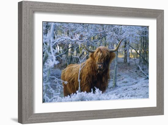 Scottish Highland Cow in Frost-null-Framed Photographic Print