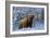 Scottish Highland Cow in Frost-null-Framed Photographic Print