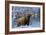 Scottish Highland Cow in Frost-null-Framed Photographic Print