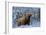 Scottish Highland Cow in Frost-null-Framed Photographic Print