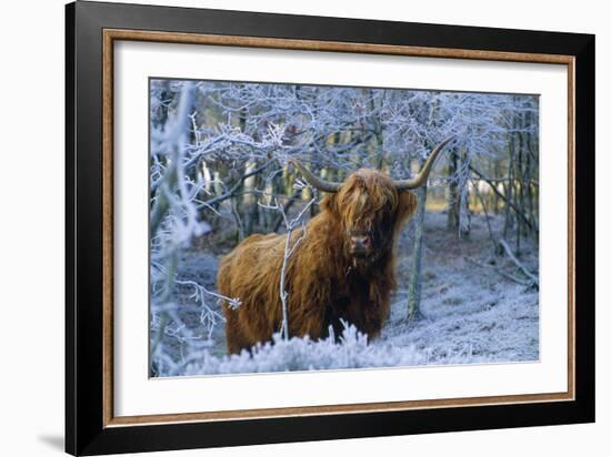 Scottish Highland Cow in Frost-null-Framed Photographic Print