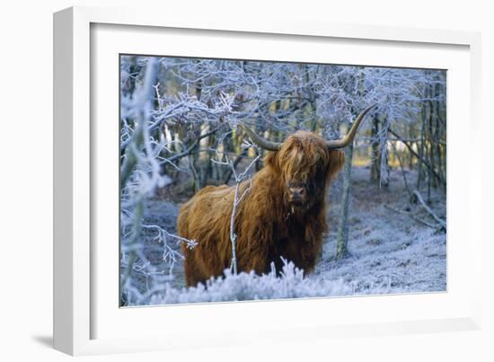 Scottish Highland Cow in Frost-null-Framed Photographic Print