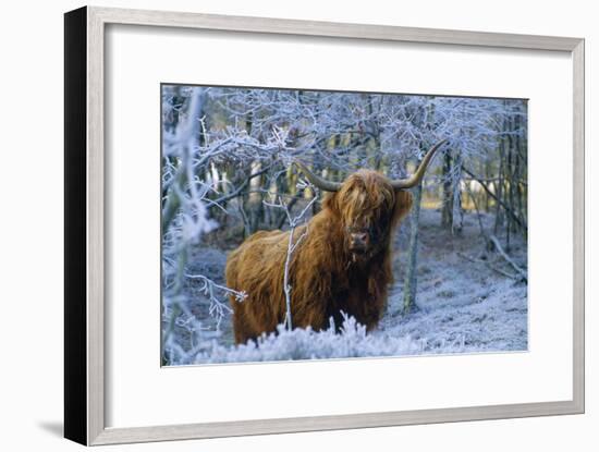 Scottish Highland Cow in Frost-null-Framed Photographic Print