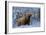 Scottish Highland Cow in Frost-null-Framed Photographic Print