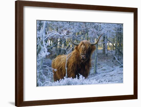 Scottish Highland Cow in Frost-null-Framed Photographic Print