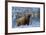 Scottish Highland Cow in Frost-null-Framed Photographic Print