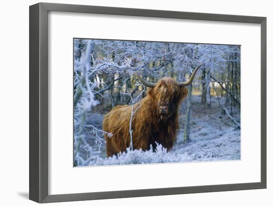 Scottish Highland Cow in Frost-null-Framed Photographic Print