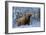 Scottish Highland Cow in Frost-null-Framed Photographic Print