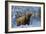 Scottish Highland Cow in Frost-null-Framed Photographic Print