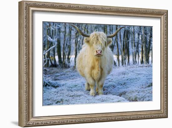 Scottish Highland Cow in Frost-null-Framed Photographic Print