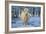 Scottish Highland Cow in Frost-null-Framed Photographic Print