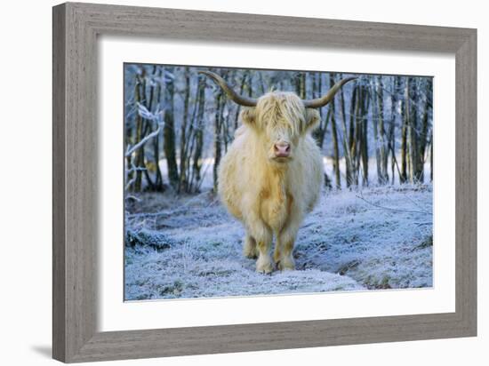 Scottish Highland Cow in Frost-null-Framed Photographic Print