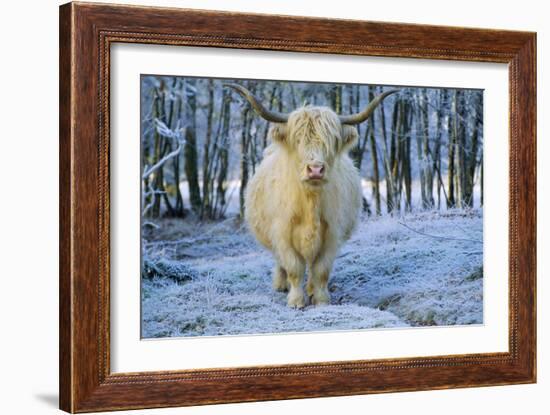 Scottish Highland Cow in Frost-null-Framed Photographic Print