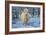 Scottish Highland Cow in Frost-null-Framed Photographic Print