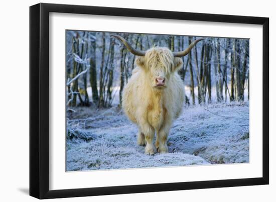 Scottish Highland Cow in Frost-null-Framed Photographic Print