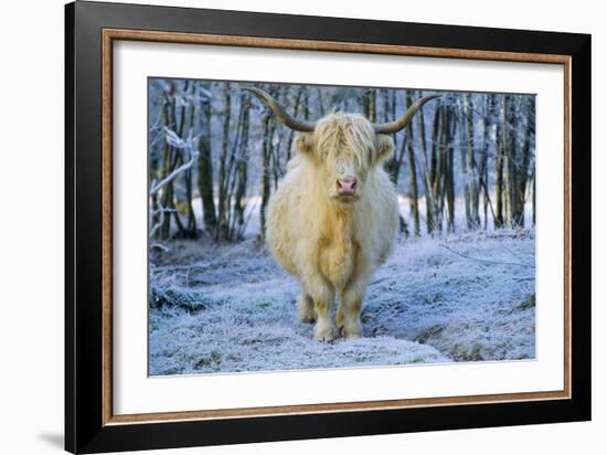 Scottish Highland Cow in Frost-null-Framed Photographic Print