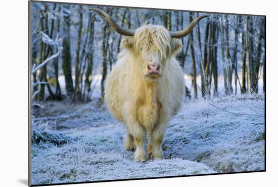 Scottish Highland Cow in Frost-null-Mounted Photographic Print