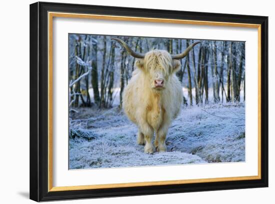 Scottish Highland Cow in Frost-null-Framed Photographic Print