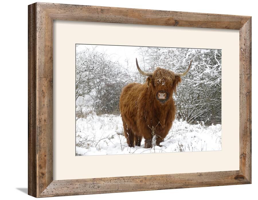 Scottish Highland Cow In The Snowy Foreland Of River Ijssel Framed Scottish Highland Cow In The Snowy Foreland Of River Ijssel