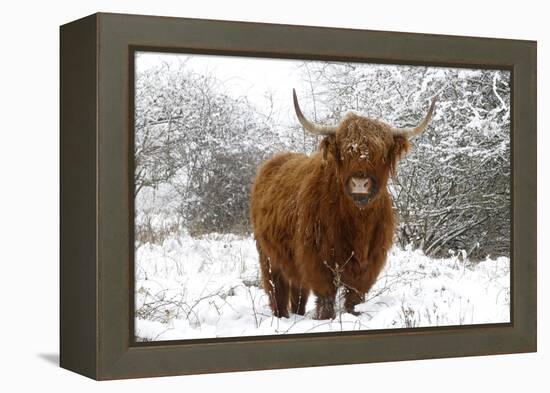 Scottish Highland Cow in the Snowy Foreland of River Ijssel-null-Framed Premier Image Canvas