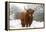 Scottish Highland Cow in the Snowy Foreland of River Ijssel-null-Framed Premier Image Canvas