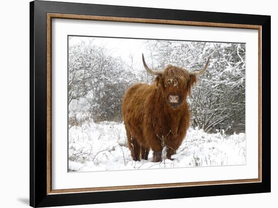 Scottish Highland Cow in the Snowy Foreland of River Ijssel-null-Framed Photographic Print