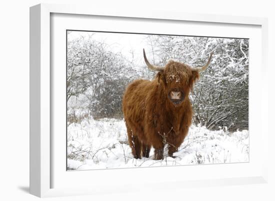 Scottish Highland Cow in the Snowy Foreland of River Ijssel-null-Framed Photographic Print